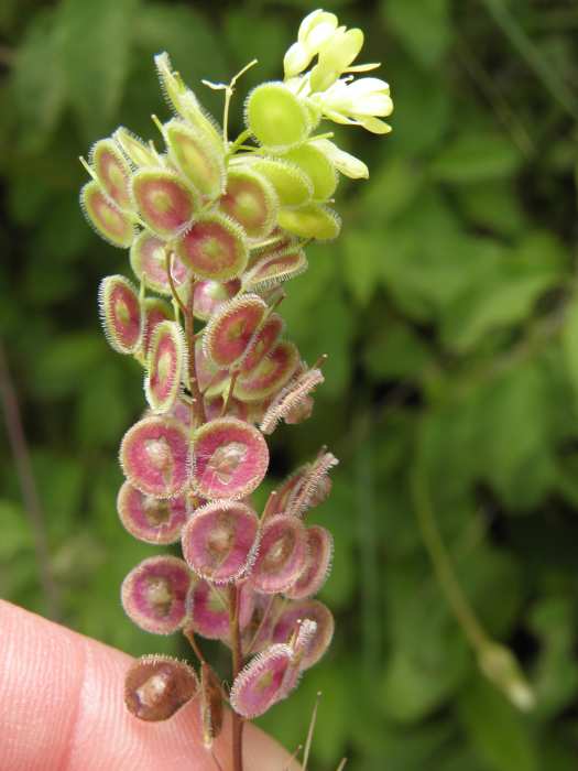 Biscutella maritima / Biscutella lirata